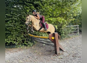 Connemara, Wallach, 4 Jahre, 138 cm, Falbe