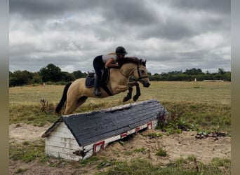 Connemara, Wallach, 4 Jahre, 138 cm, Falbe