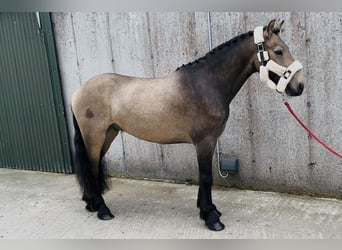 Connemara, Wallach, 4 Jahre, 138 cm, Falbe