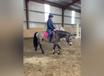 Connemara, Wallach, 4 Jahre, 138 cm, Falbe