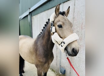 Connemara, Wallach, 4 Jahre, 138 cm, Falbe