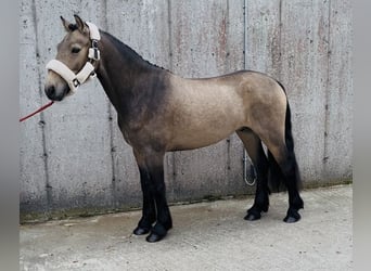 Connemara, Wallach, 4 Jahre, 138 cm, Falbe