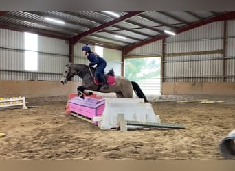 Connemara, Wallach, 4 Jahre, 138 cm, Falbe