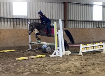 Connemara, Wallach, 4 Jahre, 138 cm, Falbe