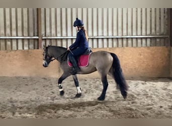 Connemara, Wallach, 4 Jahre, 138 cm, Falbe