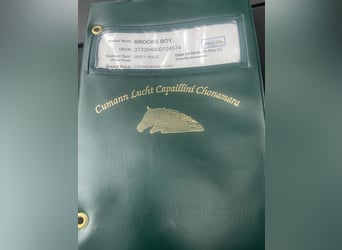 Connemara, Wallach, 4 Jahre, 138 cm, Schimmel