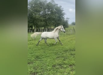 Connemara, Wallach, 4 Jahre, 138 cm, Schimmel