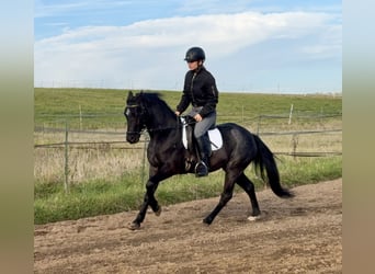 Connemara, Wallach, 4 Jahre, 139 cm, Roan-Blue