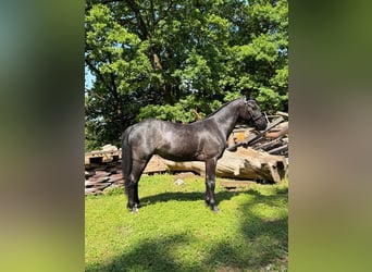 Connemara, Wallach, 4 Jahre, 142 cm, Roan-Blue