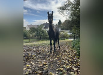 Connemara, Wallach, 4 Jahre, 142 cm, Roan-Blue