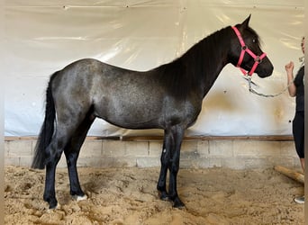 Connemara, Wallach, 4 Jahre, 142 cm, Roan-Blue