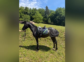 Connemara, Wallach, 4 Jahre, 142 cm, Roan-Blue