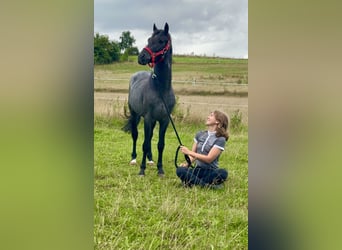 Connemara, Wallach, 4 Jahre, 142 cm, Roan-Blue