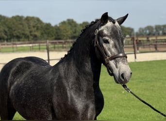 Connemara, Wallach, 4 Jahre, 142 cm, Schimmel