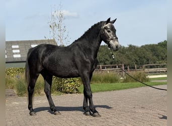Connemara, Wallach, 4 Jahre, 142 cm, Schimmel