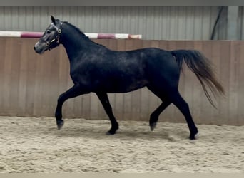 Connemara, Wallach, 4 Jahre, 142 cm, Schimmel