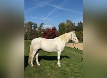 Connemara Mix, Wallach, 4 Jahre, 144 cm, Schimmel