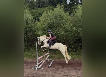 Connemara, Wallach, 4 Jahre, 145 cm, Cremello
