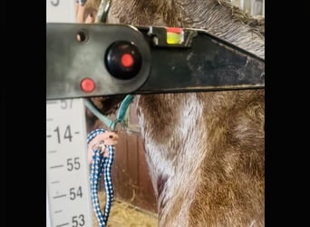 Connemara, Wallach, 4 Jahre, 145 cm, Falbe