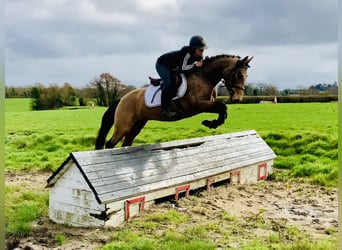 Connemara, Wallach, 4 Jahre, 145 cm, Falbe