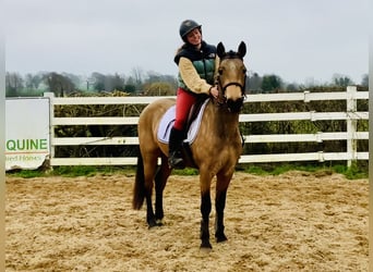 Connemara, Wallach, 4 Jahre, 145 cm, Falbe