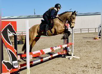 Connemara, Wallach, 4 Jahre, 145 cm, Falbe