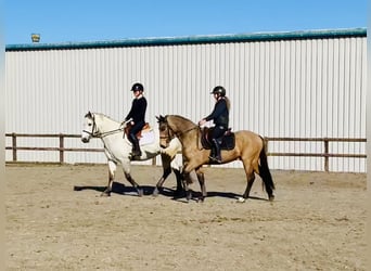 Connemara, Wallach, 4 Jahre, 145 cm, Falbe