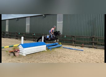 Connemara, Wallach, 4 Jahre, 145 cm, Rappe