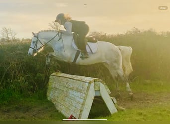 Connemara, Wallach, 4 Jahre, 145 cm, Schimmel