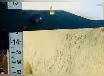Connemara, Wallach, 4 Jahre, 145 cm, Schimmel