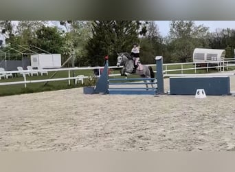 Connemara, Wallach, 4 Jahre, 145 cm, Schimmel
