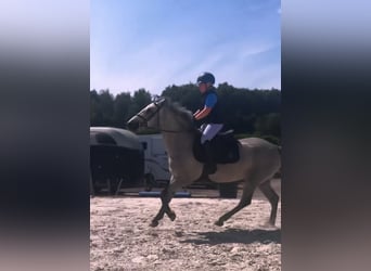 Connemara, Wallach, 4 Jahre, 145 cm, Schimmel