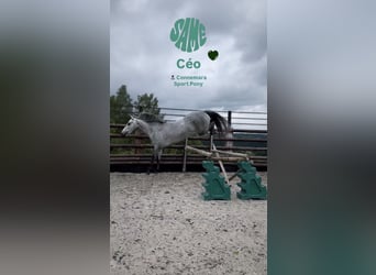 Connemara, Wallach, 4 Jahre, 145 cm, Schimmel
