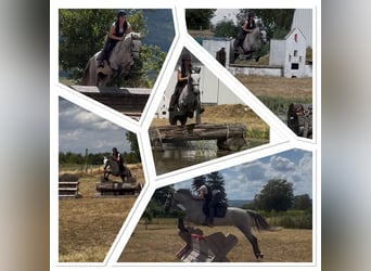 Connemara, Wallach, 4 Jahre, 145 cm, Schimmel