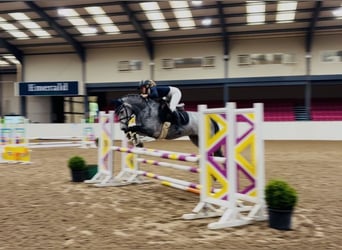 Connemara, Wallach, 4 Jahre, 146 cm, Apfelschimmel