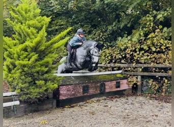 Connemara, Wallach, 4 Jahre, 146 cm, Apfelschimmel