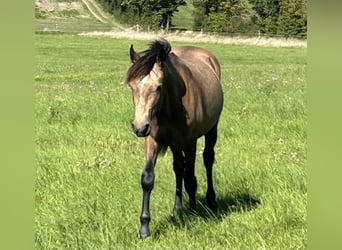 Connemara, Wallach, 4 Jahre, 146 cm, Braunfalbschimmel