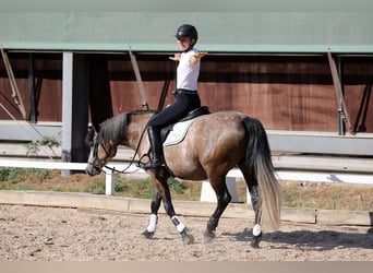 Connemara, Wallach, 4 Jahre, 146 cm, Braunfalbschimmel