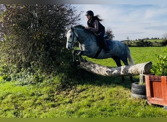 Connemara, Wallach, 4 Jahre, 146 cm, Schimmel
