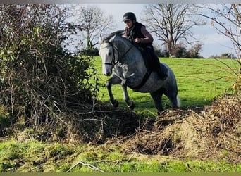 Connemara, Wallach, 4 Jahre, 146 cm, Schimmel
