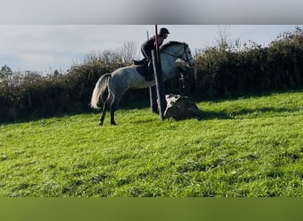 Connemara, Wallach, 4 Jahre, 146 cm, Schimmel