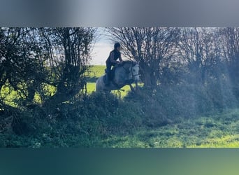 Connemara, Wallach, 4 Jahre, 146 cm, Schimmel