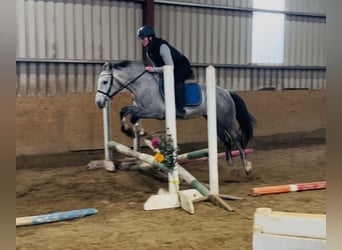 Connemara, Wallach, 4 Jahre, 146 cm, Schimmel