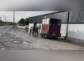 Connemara, Wallach, 4 Jahre, 147 cm, Apfelschimmel