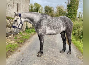 Connemara, Wallach, 4 Jahre, 147 cm, Apfelschimmel