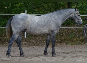 Connemara, Wallach, 4 Jahre, 147 cm, Braunfalbschimmel