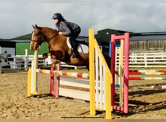 Connemara, Wallach, 4 Jahre, 147 cm, Fuchs