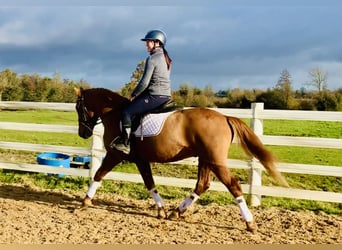 Connemara, Wallach, 4 Jahre, 147 cm, Fuchs