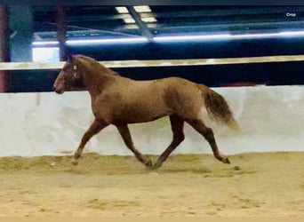 Connemara, Wallach, 4 Jahre, 147 cm, Fuchs