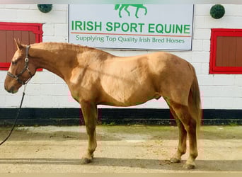 Connemara, Wallach, 4 Jahre, 147 cm, Fuchs
